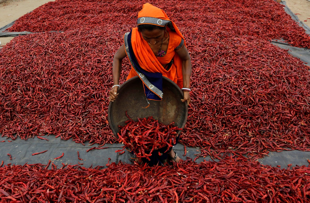  印度干辣椒S17订货旺季到来，您的印度干辣椒进口代理公司选好了么？(图1)